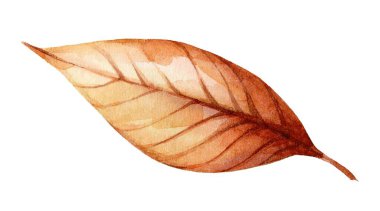 Tek bir yaprak canlı sonbahar renkleri sergiliyor. Karmaşık damar şekillerini vurguluyor. Suluboya etkisi mevsimlerin geçişini vurguluyor. Yumuşak renkler güzelce harmanlanarak sıcak bir atmosfer yaratır..
