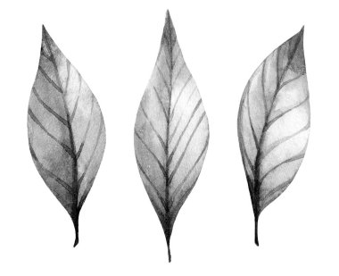 Üç hassas, monokromatik yaprak yan yana dizilmiş, her biri doğanın sanatını ve detaylarını vurgulayan eşsiz şekiller ve karmaşık damar yapıları sergiliyor..