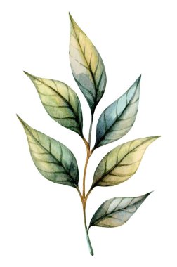 A delicate branch adorned with vibrant green leaves displays intricate details through soft hues and shading, representing the artistry of botanical studies. clipart