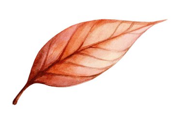 Bir suluboya çizimi, damarların ve nazik kıvrımların karmaşık detaylarını içeren, doğanın sanatsal özelliklerini gösteren, ılık sonbahar renklerinde tek bir yaprak tasvir eder..