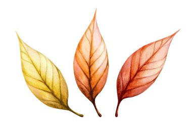 Sarı, turuncu ve kırmızı renkli üç yaprak sonbaharın dönüştürücü doğasını sergiliyor. Hassas detaylar açık havada mevsimsel değişikliklerin güzelliğini gözler önüne seriyor..