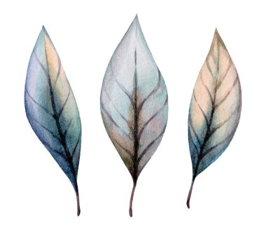 Üç zarif resimli yaprak düz beyaz arka planda dinlenen renkler ve karmaşık detayların bir karışımını sergiler. Sanat eserlerinde doğal güzellikler ve botanik karmaşıklıklar vurgulanıyor..