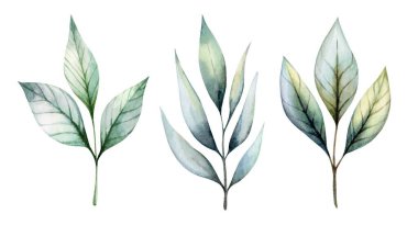 Three distinct leaves painted in watercolor display subtle hues and textures. Each leaf has unique shapes, emphasizing the beauty of nature's design through artistic expression. clipart