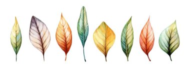 Canlı renklerde çeşitli suluboya yapraklar sergilenmektedir. Her yaprak eşsiz şekiller ve karmaşık detaylar sergiliyor, sonbaharın geçişinin özünü beyaz bir arka planda somutlaştırıyor..