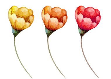 Üç canlı suluboya çiçek sarı, turuncu ve kırmızının tonlarını gösterir. Narin yapraklar ve ince gövdeler dekorasyon için mükemmel bir ahenkli ve sanatsal kompozisyon oluşturuyor..