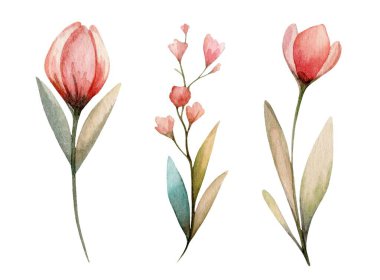 Hassas suluboya resimlerinde her biri zarif yeşil yapraklı pembe laleler ve küçük çiçekler bulunur. Sanat eserleri parlak beyaz bir arkaplanda göze çarpıyor..