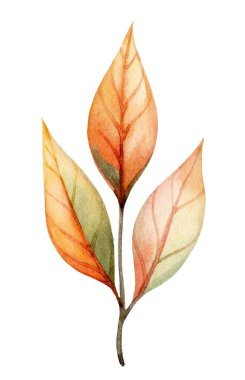 Turuncu ve yeşil tonlarda sonbahar yaprakları içeren suluboya sanat eserleri. Yapraklar eşsiz bir damar deseni sergiliyor, düşüşün özünü ve doğanın güzelliğini somutlaştırıyor..