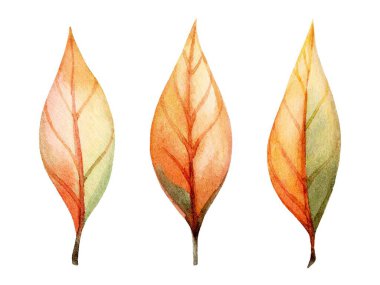 Turuncu ve yeşilin farklı tonlarında üç sanatsal yaprak sonbaharın güzelliğini gösterir. Her yaprak doğal sanatsal özellikleri vurgulayan hassas damar kalıplarına sahiptir..