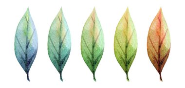 Her biri mavi, yeşil ve ılık sonbahar tonlarını gösteren ve doğadaki mevsimsel değişimi ve çeşitliliği gösteren canlı yapraklar art arda dizilmiştir..