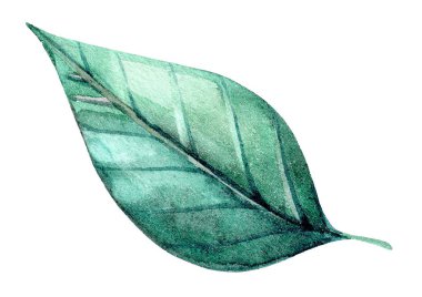 Bir suluboya sanat eserinde canlı yeşil bir yaprak düz yatar, ayrıntılı dokuları ve damarları vurgular. Yaprağın parlak yüzeyi ışığı yansıtır ve doğal ihtişamını gösterir..