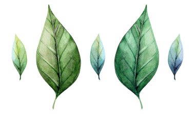 Suluboya boyalı yaprakların bir koleksiyonu değişik boyutlarda ve yeşilin tonlarında sergilenir. Sanat eserleri, doğanın güzelliğini vurgulayarak, her yaprağın karmaşık dokularını ve desenlerini vurgular..