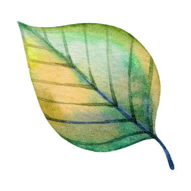 Bu zarif suluboya sanat eserinde canlı yeşil ve sarı renkli bir yaprak sergileniyor. Yaprakların hassas damarlarını ve doğal güzelliklerini vurguluyor. Doğa aşıkları için mükemmel..