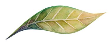 Bir suluboya sanat eseri yeşil ve kahverenginin çeşitli tonlarında tek bir yaprak içerir. Karmaşık damarlar vurgulanır, doğanın ve biyolojik çeşitliliğin özünü yakalar..