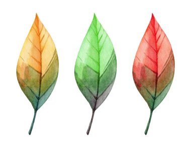 Bir dizi renkte üç suluboya yaprak sonbaharın geçişini gösteriyor. Her yaprak turuncu, yeşil ve kırmızı renklerde doğal sanatları ön plana çıkarıyor..