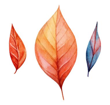 Üç farklı yaprak suluboya teknikleri kullanılarak, kırmızı, turuncu ve mavi gibi zengin sonbahar renkleri sergilenmektedir. Her yaprak eşsiz şekiller ve ince detaylar sergiler..