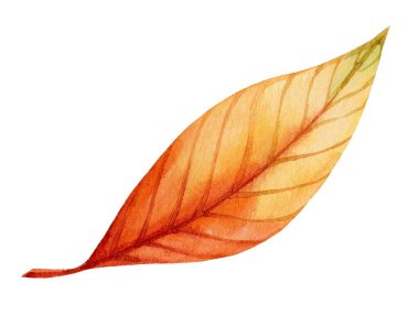 Tek bir sonbahar yaprağı, güz mevsiminde doğanın güzelliğini vurgulayan, beyaz bir zemine karşı zengin turuncu ve sarı renkler sergiler..