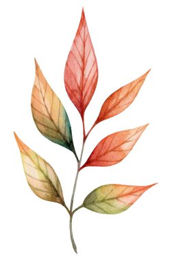 Bir botanik illüstrasyonunda kırmızı, turuncu ve yeşilin çeşitli sonbahar renklerinde yapraklar sergilenir. Tarafsız bir arkaplana karşı karmaşık detayları ve zarif düzenlemeleri vurgular..