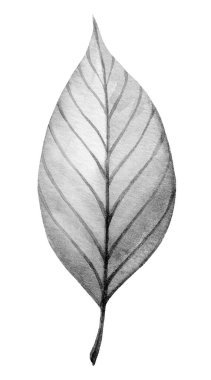 Hassas bir siyah beyaz çizim tek bir yaprağın güzelliğini yakalar, eşsiz damar şekillerini ve doğal dokularını vurgulayarak, organik formları vurgular..