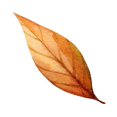 Güzel çizilmiş bir yaprak, sonbaharı temsil eden ılık turuncu ve sarı renkler sergiler. Suluboya tekniği karmaşık damar detaylarını ve yumuşak, davetkar bir parıltıyı vurgular..