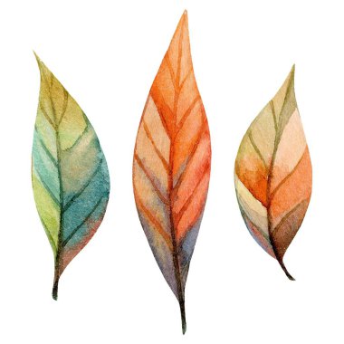 Karmaşık boyanmış üç yaprak renk ve eşsiz şekillerin bir karışımını sergiliyor. Sanat eserleri doğanın güzelliğini yansıtıyor, her yaprağın yapısının detaylarını vurguluyor..