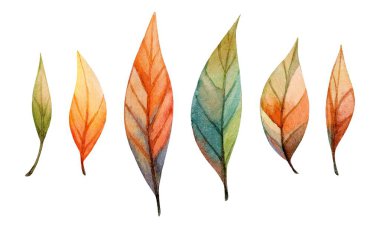 Narin suluboya yaprakları sonbaharın özünü yakalayan turuncu, yeşil ve sarı renkleri gösterir. Her yaprak eşsiz şekillere ve yumuşak dokulara sahiptir..