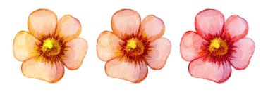 Üç güzel suluboya çiçek parlak sarı merkezli yumuşak pembe taç yaprakları içerir. Sanatsal düzende zarif şekilleri ve renkleri sergileniyor, sakinlik ve güzellik hissi uyandırıyor..