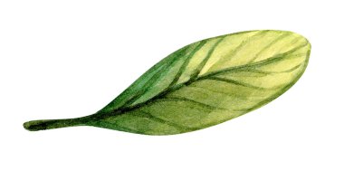 Yeşil yaprağın detaylı bir suluboya temsili, canlı rengini ve ince damar şekillerini vurgular. Sanat eserleri, doğanın narin dokusuyla güzelliğini vurgular..