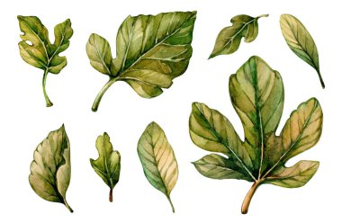 Beyaz arka planda farklı türde yeşil yapraklar sanatsal olarak düzenlenir. Her yaprak eşsiz şekiller, boyutlar ve zengin renkler sergiliyor, doğanın güzelliğini vurguluyor..