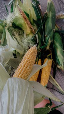 Yerde açık mısır var.