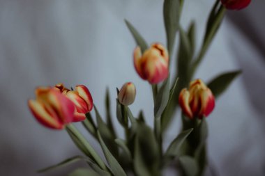 bir vazoda kırmızı ve Sarı Lale