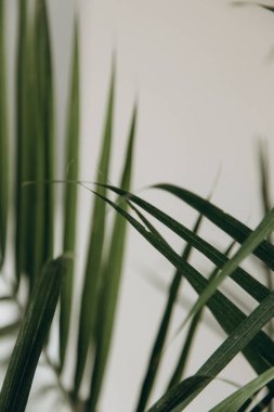 Areca palmiye saksısının yaprakları