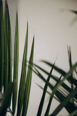 Areca palmiye saksısının yaprakları