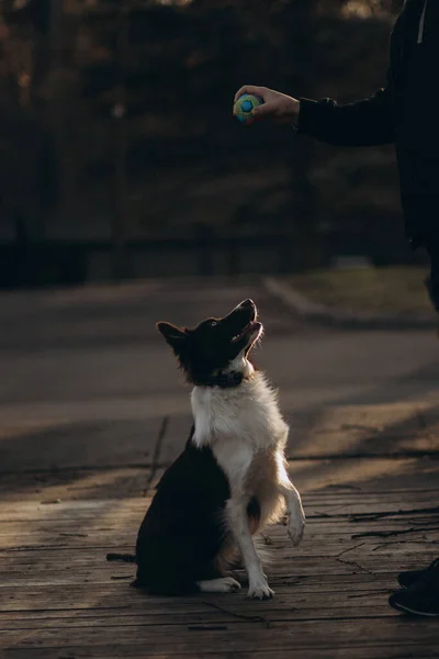 Hund Auf Dem Feld Bei Sonnenuntergang — Stockfoto