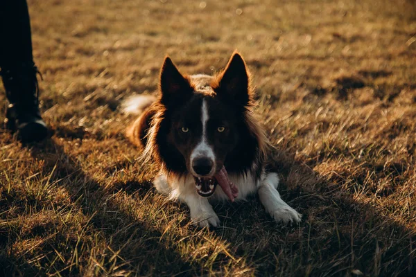 Hund Auf Dem Feld Bei Sonnenuntergang — Stockfoto