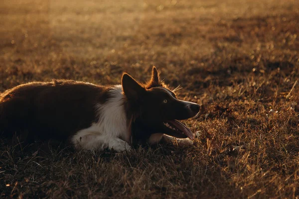 Hund Fält Vid Solnedgången — Stockfoto
