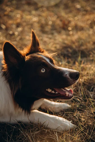 Собака Поле Закате — стоковое фото
