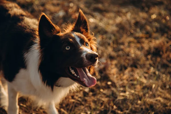 Собака Поле Закате — стоковое фото