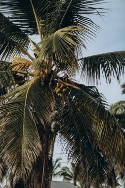 Hurma yaprağı, çiçek ve yapraklar.