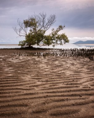 Townsville 'deki Bushland Sahili' nde gelgitte ağaç ve kum desenleri var.