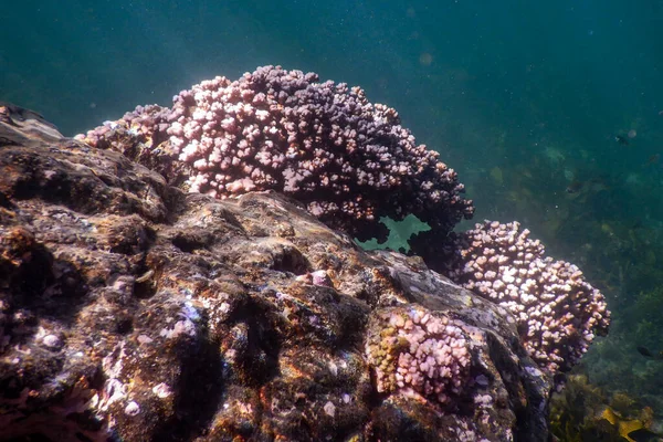 pick coral under water in ocean on broughton island