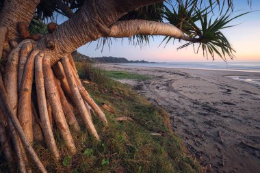 Dere kenarındaki Banyan ağacı ve Minnie Water NSW Avustralya sahilindeki kum.
