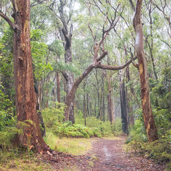 fog and mist between trees and path in bouddi national park nsw australia