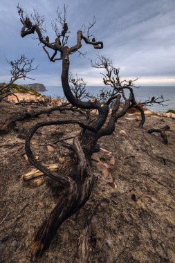 burnt tree on cliff next to ocean on nsw central coast of australia clipart