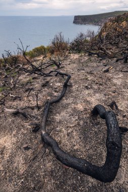 Uçurumun kenarındaki yanmış ağaç Bouddi Ulusal Parkı 'nda okyanusun üzerinde