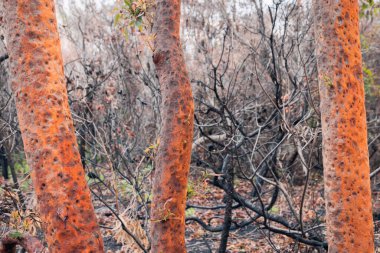 Sydney, yaz ateşinden sonra yanmış ormandaki kırmızı sakız ağaçları.