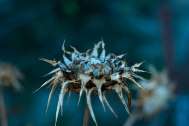 Yatay olarak kurutulmuş borriquero devedikeni. Kopya alanı Onopordum akanthium alanı için izole edilmiş mavi ton arkaplanı.