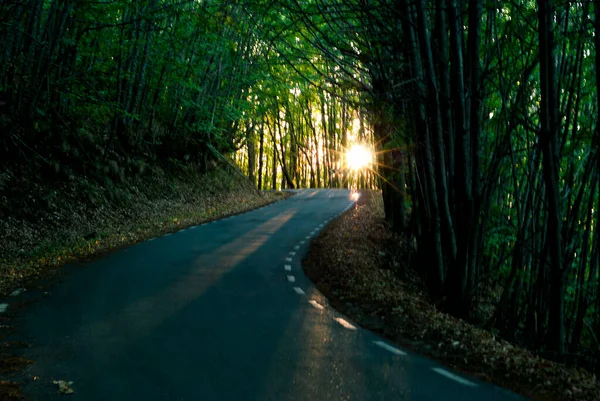 Curve Mountain Road Autumn Forest Trees Frontal Sun Glaring Dangerous — Stock Photo, Image