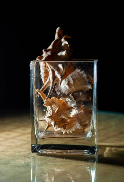 단지에 장식용 장식용 조개껍데기들 — 스톡 사진