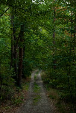 Yeşil bir kestane ormanında bir sürü dikey gölgesi olan araçlar için toprak yol.