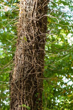 Kuru tırmanış bitkileriyle çevrili ağaç gövdesi etrafında büyüyor.